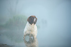 Dutch partridge dog in the fog