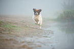 Dutch partridge dog in the fog
