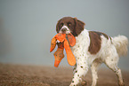 Dutch partridge dog in the fog