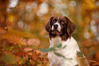 Dutch partridge dog in autumn