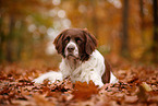 Dutch partridge dog in autumn
