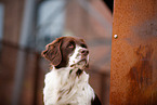 Dutch Partridge Dog Portrait