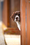 Dutch Partridge Dog Portrait