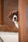 Dutch Partridge Dog Portrait