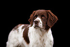 Dutch Partridge Dog Portrait