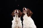 2 Dutch Partridge Dogs