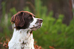 Dutch Partridge Dog Portrait