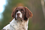 Dutch Partridge Dog Portrait