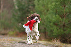 Dutch Partridge Dog with christmas decoration
