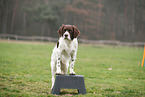 Dutch Partridge Dog at Fitness