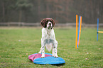 Dutch Partridge Dog at Fitness
