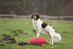 Dutch Partridge Dog at Fitness