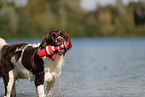 Drentsche Patrijshund