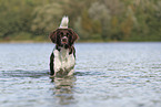 Drentsche Patrijshund