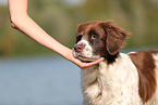 Drentsche Patrijshund