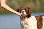 Drentsche Patrijshund