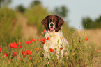 Drentsche Patrijshund