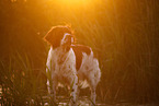 Drentsche Patrijshund