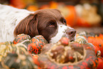 Drentsche Patrijshund