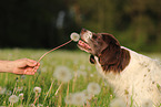 Drentsche Patrijshund