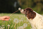 Drentsche Patrijshund