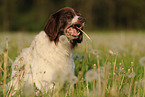 Drentsche Patrijshund
