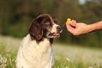 Drentsche Patrijshund