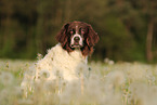 Drentsche Patrijshund