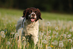 Drentsche Patrijshund