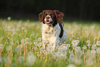 Drentsche Patrijshund