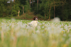 Drentsche Patrijshund