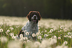 Drentsche Patrijshund