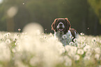 Drentsche Patrijshund