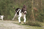 Dutch Partridge Dog