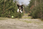 Dutch Partridge Dog