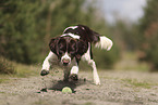 Dutch Partridge Dog