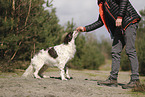 Dutch Partridge Dog