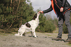Dutch Partridge Dog