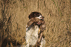 Dutch Partridge Dog