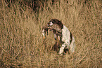 Dutch Partridge Dog