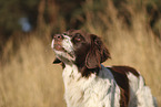 Dutch Partridge Dog