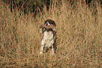 Dutch Partridge Dog