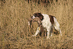 Dutch Partridge Dog