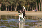 Dutch Partridge Dog