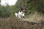 Dutch Partridge Dog