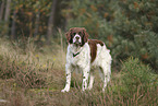 Dutch Partridge Dog