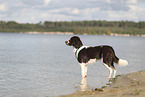 Dutch Partridge Dog