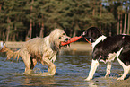 Dutch Partridge Dog and Waeller Sheepdog