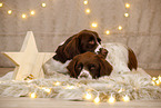 Dutch Partridge Dog in christmas decoration
