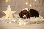 Dutch Partridge Dog in christmas decoration